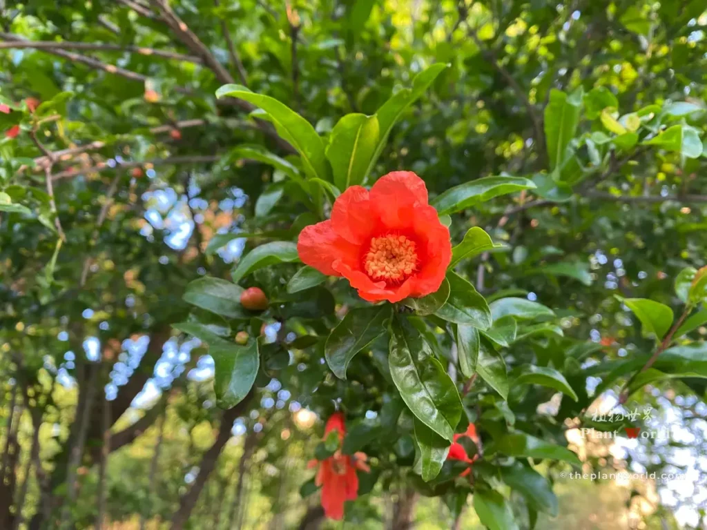 Vibrant single petal bright red pomegranate flower with green leaves, Punica granatum