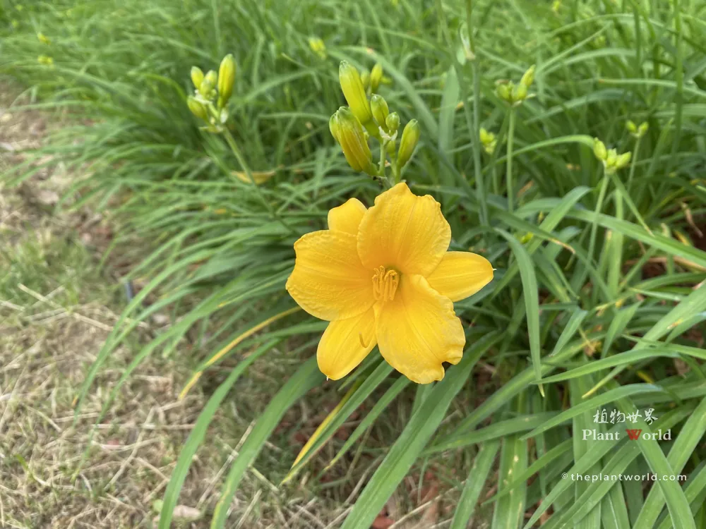 Single bright yellow daylily flower with unopened green buds and long grass-like leaves