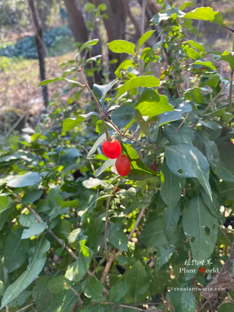Two ripe red goji berries hanging on branch among fresh green oval leaves