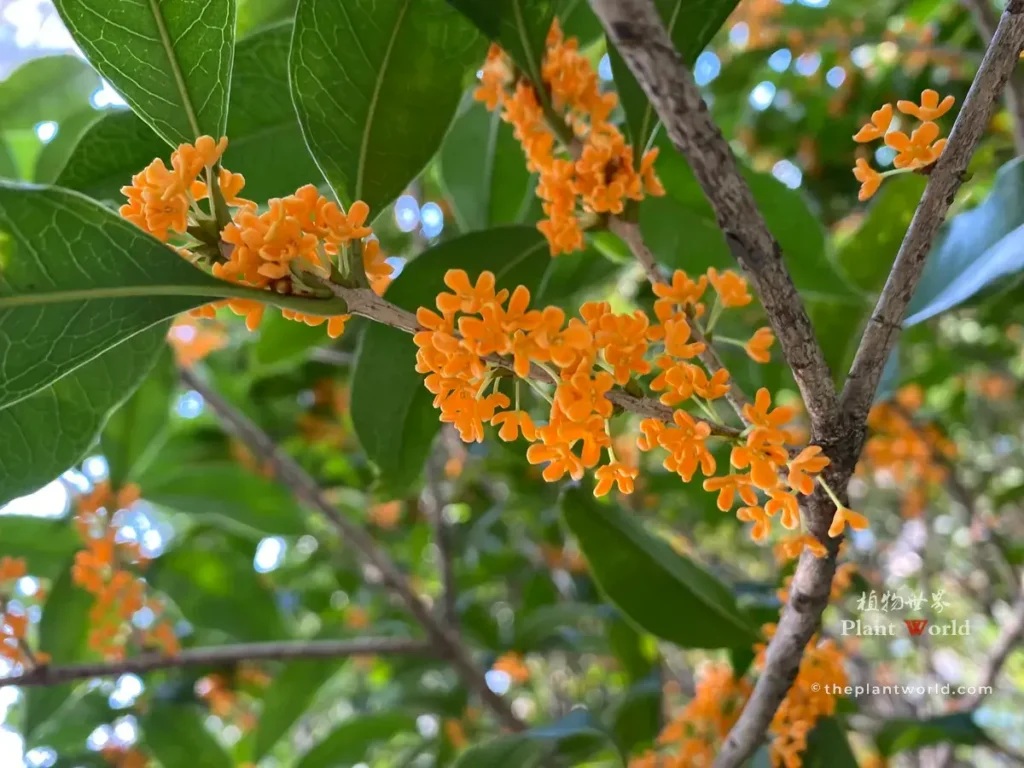 Vermilion osmanthus flowers, orange-red sweet osmanthus blooms