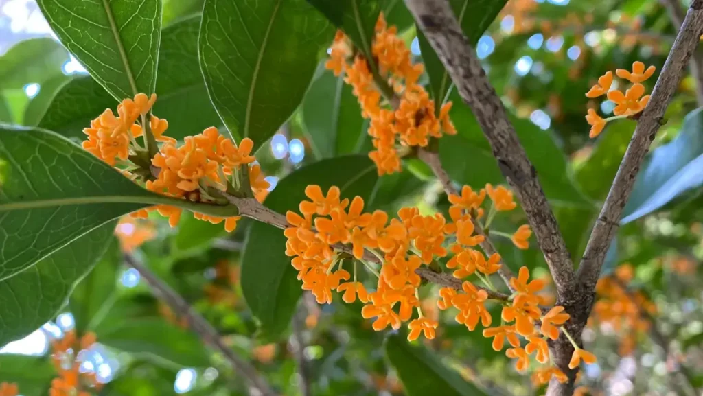 Vermilion osmanthus flowers, orange-red sweet osmanthus blooms