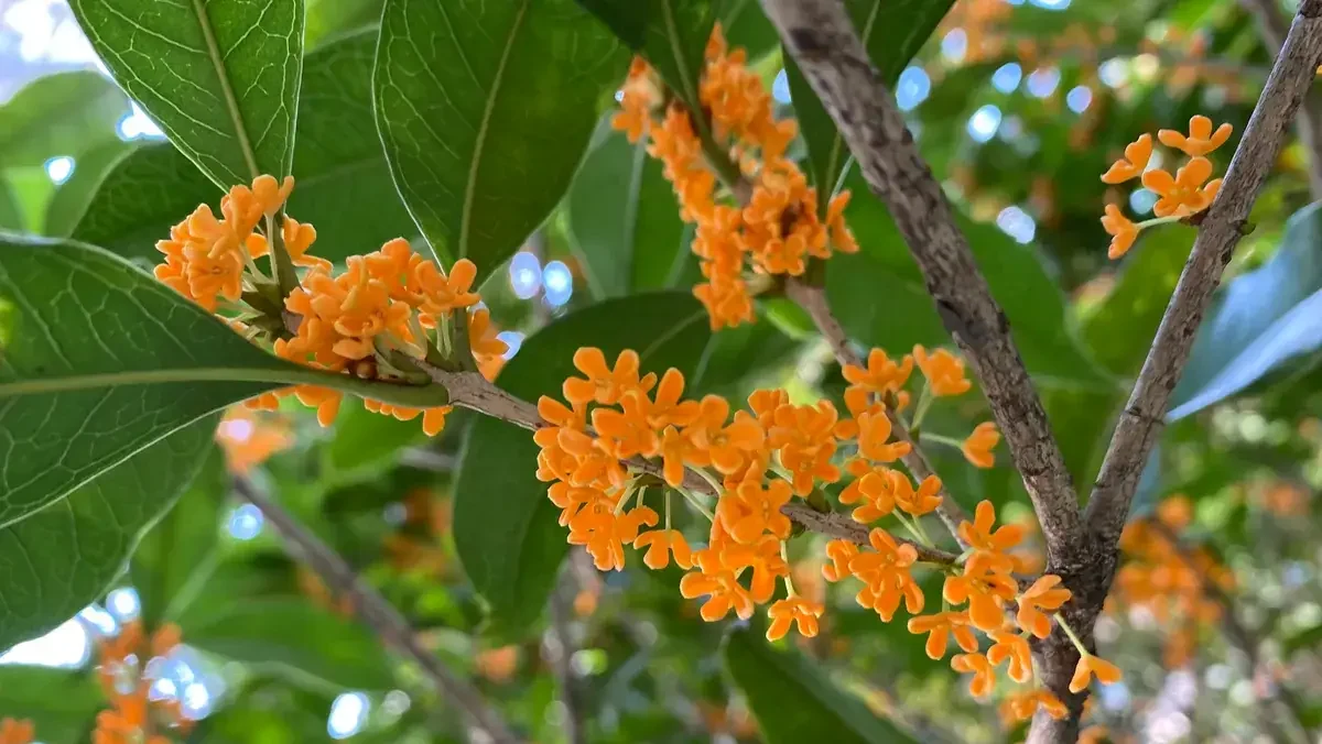 Vermilion osmanthus flowers, orange-red sweet osmanthus blooms