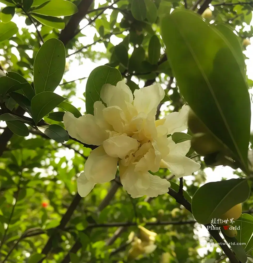 Creamy white pomegranate flower, white blossom of Punica granatum