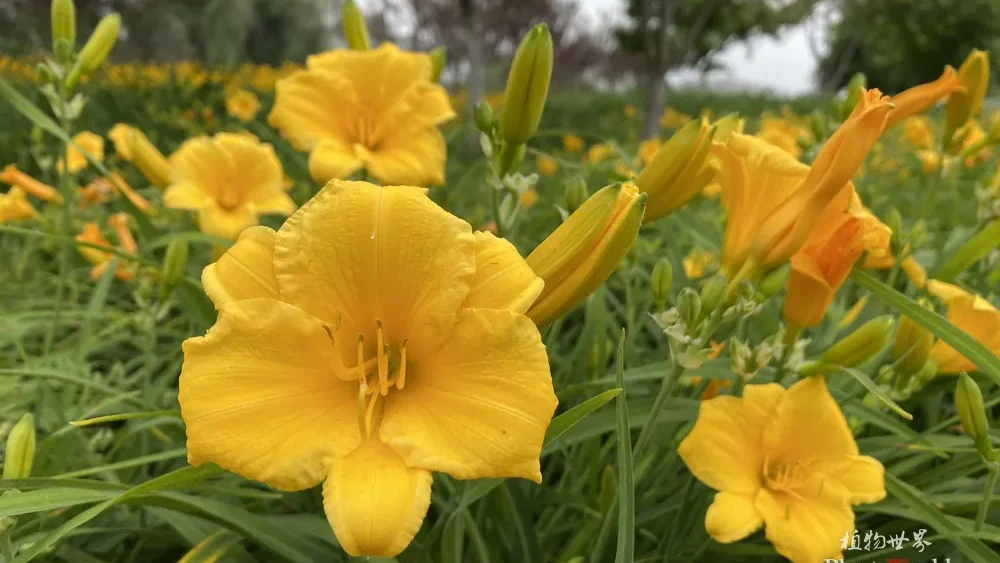 Bright yellow daylily flowers and unopened buds growing in summer garden
