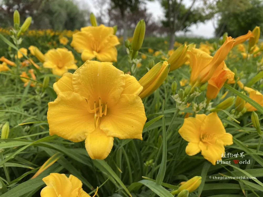 Bright yellow daylily flowers and unopened buds growing in summer garden