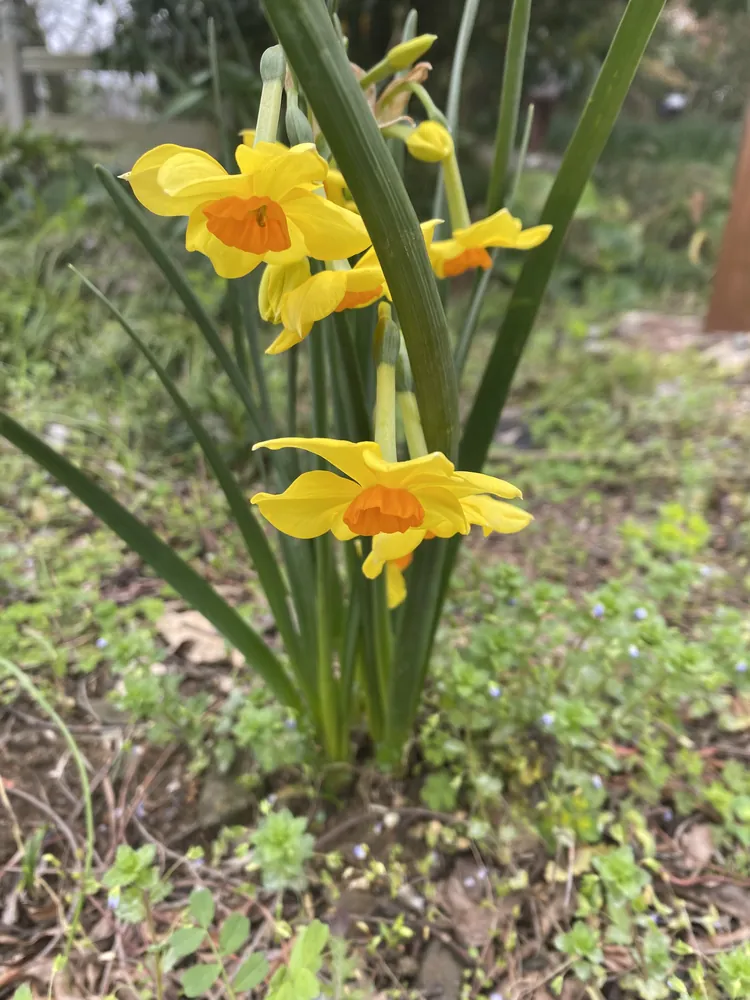 Yellow narcissus blooming outdoors with bright orange coronas